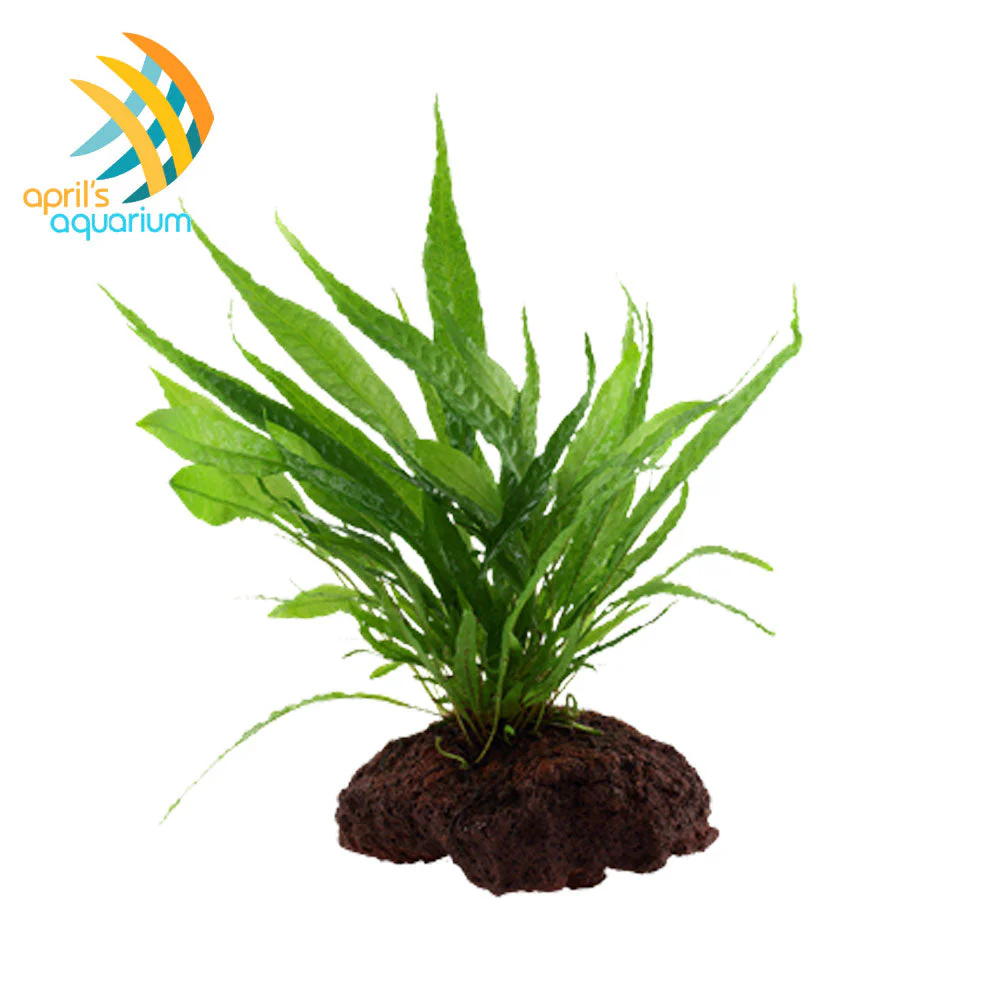 Substrates & Hardscape